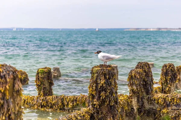 Mouette Tête Noire Sur Bord Mer Anglais — Photo