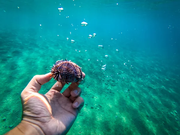 Escenario Erizo Mar Mar Adriático Dalmacia — Foto de Stock