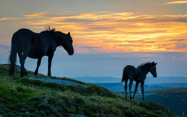 Ponies Dartmoor National Park Large Moorland County Devon Southeast England — стокове фото