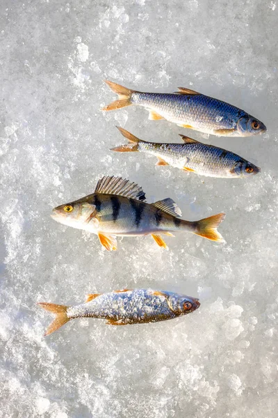 Caught Fish Winter Fishing Laying Ice — Stock Photo, Image