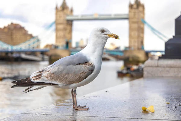 Mouette Près Tower Bridge Londres — Photo