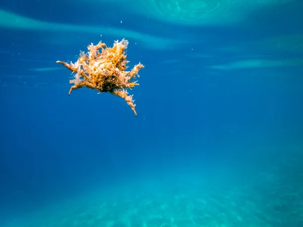 Cangrejo Araña Del Mar Adriático — Foto de Stock