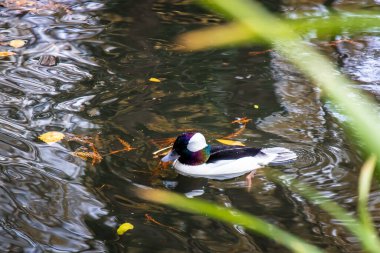 Sonbaharda gölde ördek