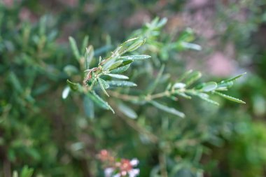 Yaz yağmuru altında zeytin ağacı yaprakları