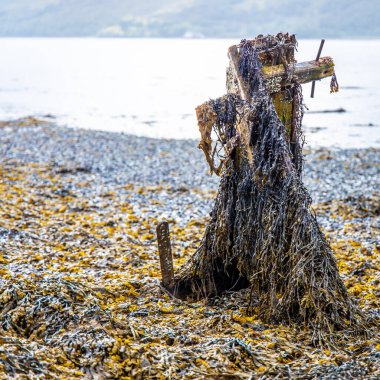 Fort William, İskoçya 'nın batısındaki bir kasaba, Linnhe Gölü kıyılarında, Ben Nevis, İngiltere' ye açılan kapı olarak bilinir.