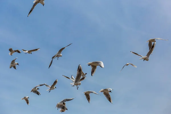 Black Headed Gull English Seaside — Stock Photo, Image