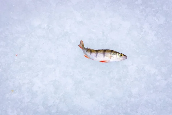 Perch Winter Fishing Frozen Lake — Stock Photo, Image