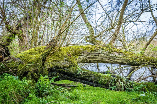 Lange Belichtung Des Waldsees London Großbritannien — Stockfoto