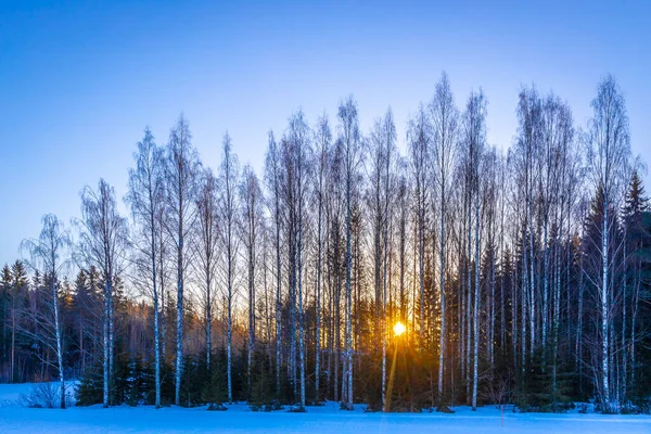 Las Zimą Rano — Zdjęcie stockowe