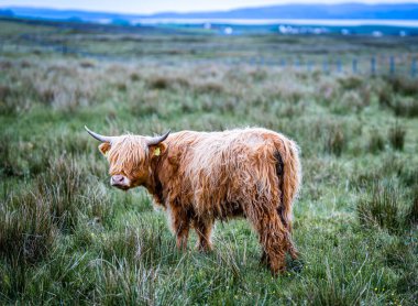 İskoçya 'nın kıllı ineği, Birleşik Krallık