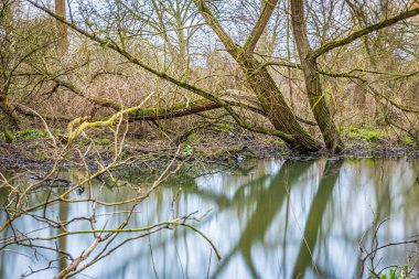 Londra, İngiltere 'de uzun süre orman gölü görüldü.