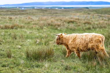 İskoçya 'nın kıllı ineği, Birleşik Krallık