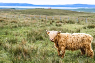 İskoçya 'nın kıllı ineği, Birleşik Krallık