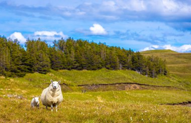 Engebeli manzaraları, pitoresk balıkçı köyleri ve İngiltere 'deki ortaçağ şatoları ile tanınan Skye Adası' nın koyunları.