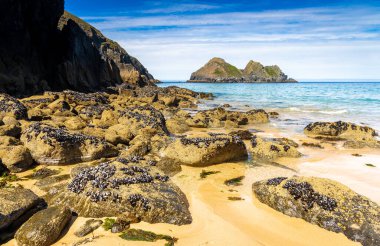 Güneşli bir günde Cornwall, İngiltere 'deki Hollywell Körfezi' nde martı sallanıyor.