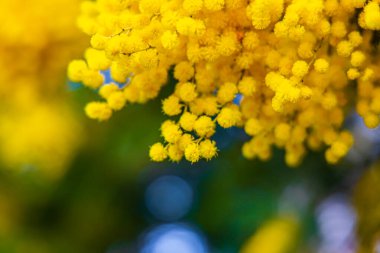 Londra sokaklarındaki Mimosa ağacı