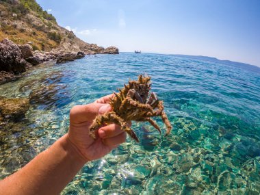 Adriyatik denizinin Örümcek Yengeci
