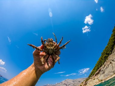 Adriyatik denizinin Örümcek Yengeci