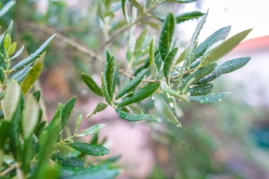 Yaz yağmuru altında zeytin ağacı yaprakları