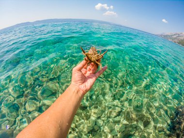 Adriyatik denizinin Örümcek Yengeci