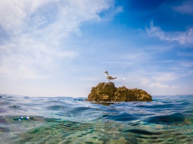 Adriyatik denizinde kayadaki martı