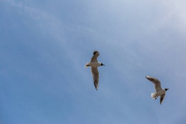 İngiliz sahilinde siyah başlı martı