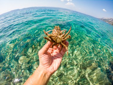 Adriyatik denizinin Örümcek Yengeci