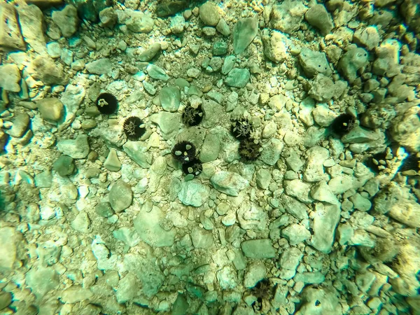 Sea urchin on the sea bed in Dalmatia