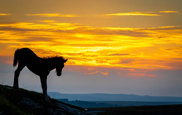 Ponies Dartmoor National Park Vasto Páramo Condado Devon Suroeste Inglaterra — Foto de Stock