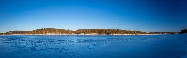 Лес Зимним Утром — стоковое фото