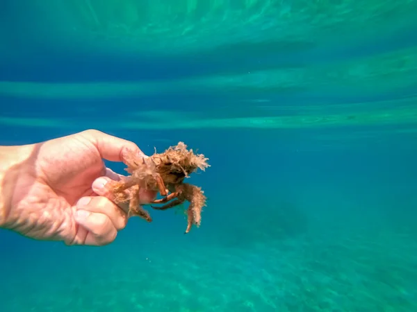 Spider crab of Adriatic sea