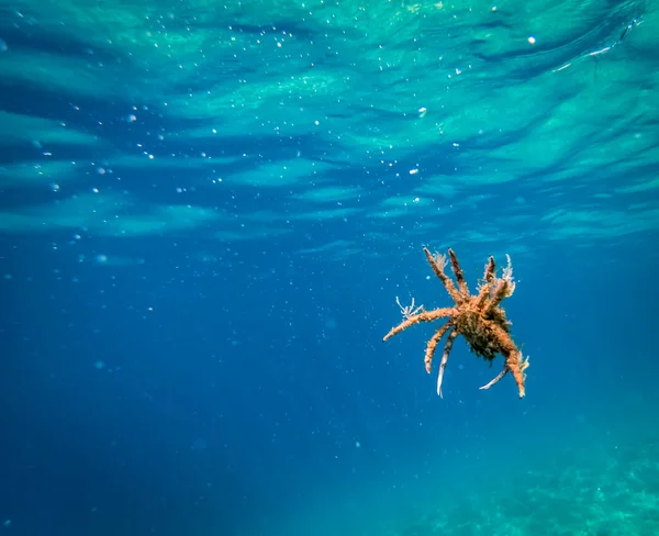 Crabe Araignée Mer Adriatique — Photo