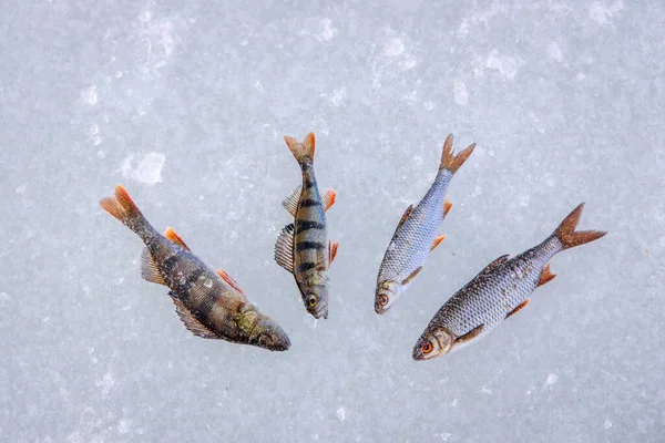 Caught Fish Winter Fishing Laying Ice — Stock Photo, Image