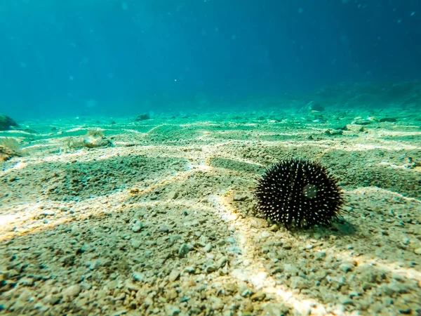 Sea urchin on the sea bed in Dalmatia