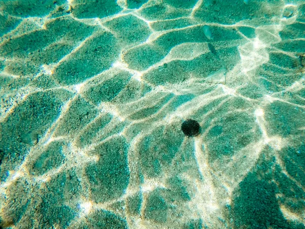 Sea urchin on the sea bed in Dalmatia