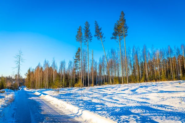 Forest Winter Morning — Stock Photo, Image