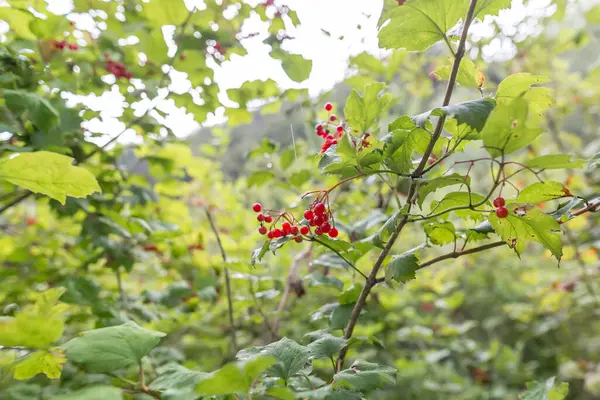 Άποψη Των Λιμνών Plitvice Στην Κροατία — Φωτογραφία Αρχείου