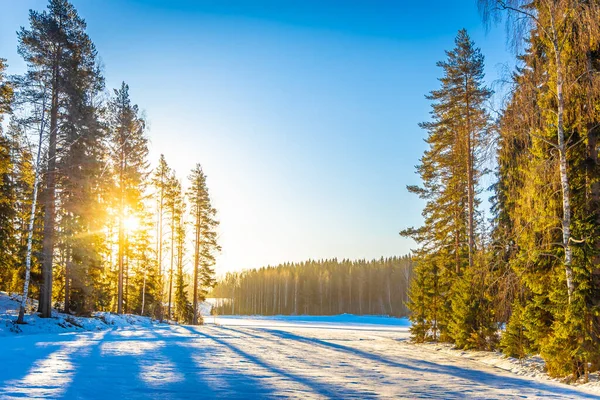 冬の朝の森 — ストック写真