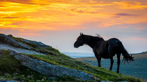 Ponies Dartmoor National Park Vasto Páramo Condado Devon Suroeste Inglaterra — Foto de Stock