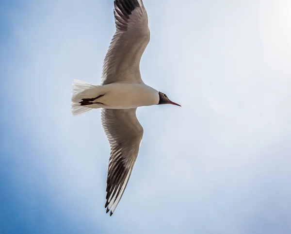 Mouette Tête Noire Sur Bord Mer Anglais — Photo