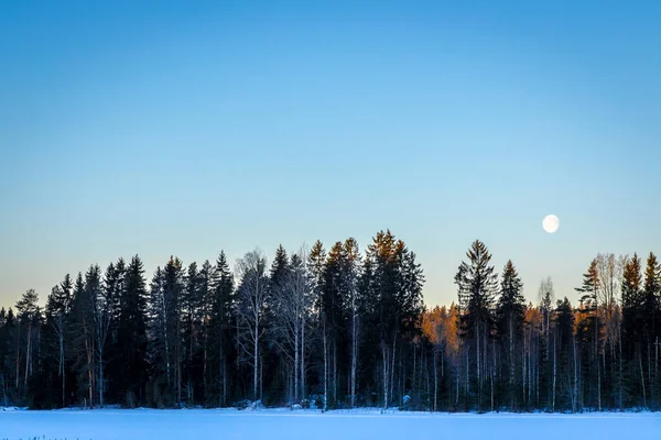 Moon and forest in winter morning