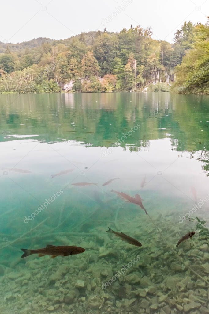 View of Plitvice lakes in Croatia