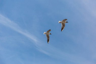 İngiliz sahilinde siyah başlı martı