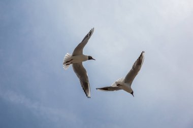 İngiliz sahilinde siyah başlı martı