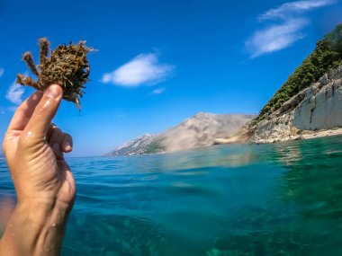 Adriyatik denizinin Örümcek Yengeci