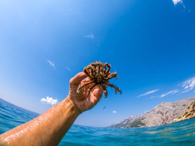 Adriyatik denizinin Örümcek Yengeci