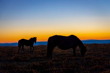 Akşamları Dartmoor Ulusal Parkı 'nda midilliler.