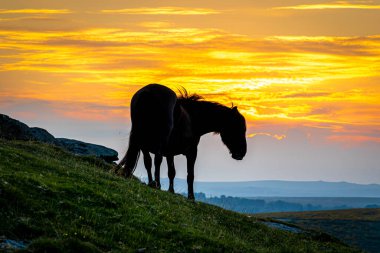 Dartmoor Ulusal Parkı 'nın midillileri, İngiltere' nin güneybatısında Devon eyaletinde geniş bir bozkır.