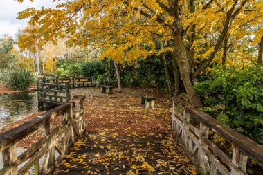 Sonbaharda eski ahşap köprü