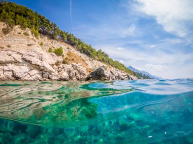 Adriyatik denizinde kayadaki martı